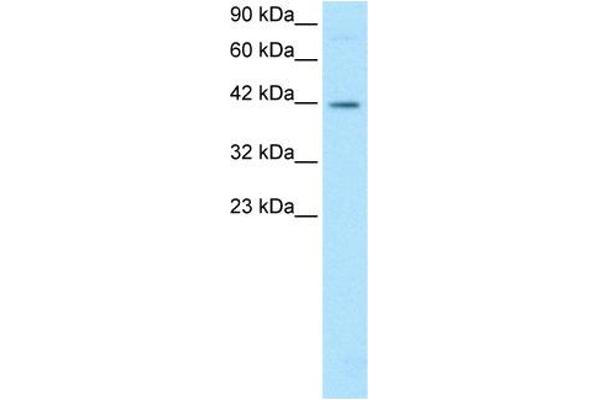 FOSL2 antibody  (Middle Region)