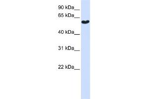 Image no. 1 for anti-Synaptotagmin III (SYT3) (N-Term) antibody (ABIN2784032)