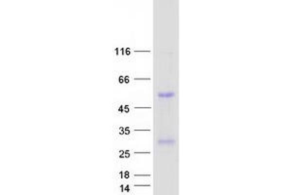 Interleukin 32 (IL32) (Transcript Variant 8) protein (Myc-DYKDDDDK Tag)