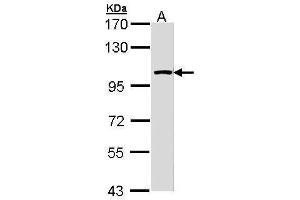 LARS2 antibody  (Internal Region)