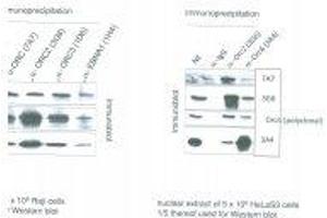 Image no. 1 for anti-Origin Recognition Complex, Subunit 6 (ORC6) antibody (ABIN108574)