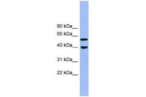 Image no. 1 for anti-Allantoicase (ALLC) (N-Term) antibody (ABIN632271)