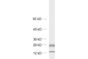 Image no. 3 for anti-Mal, T Cell Differentiation Protein 2 (MAL2) (AA 13-28) antibody (ABIN1742472)