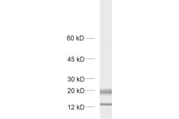 MAL2 anticorps  (AA 13-28)