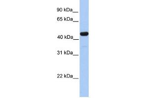 Image no. 1 for anti-Galactose-3-O-Sulfotransferase 3 (GAL3ST3) (C-Term) antibody (ABIN2784073)