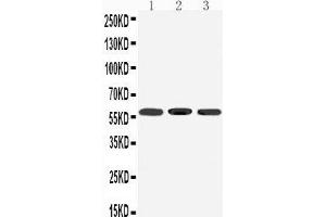 Image no. 1 for anti-Dopamine Receptor D5 (DRD5) (AA 388-407), (C-Term) antibody (ABIN3042836)