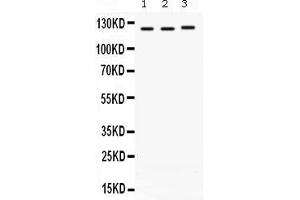 Image no. 2 for anti-Exportin 1 (XPO1) (AA 966-1071) antibody (ABIN4886771)