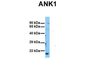 Image no. 4 for anti-Ankyrin 1, Erythrocytic (ANK1) (C-Term) antibody (ABIN2775478)