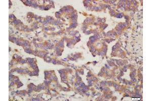 Image no. 1 for anti-Mitochondrial Ribosomal Protein L41 (MRPL41) (AA 151-250) antibody (ABIN763046)