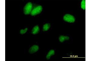 Image no. 2 for anti-Transcription Elongation Factor A (SII)-Like 1 (TCEAL1) (AA 1-159) antibody (ABIN522792)