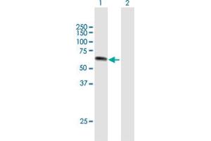 Image no. 1 for anti-UPF3 Regulator of Nonsense Transcripts Homolog A (UPF3A) (AA 1-443) antibody (ABIN528786)