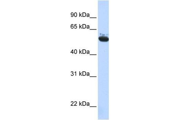 anti-Archain 1 (ARCN1) (Middle Region) antibody