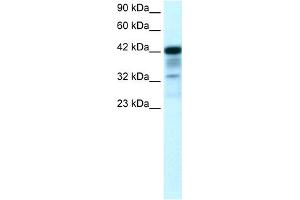Image no. 1 for anti-POU Class 2 Homeobox 3 (POU2F3) (N-Term) antibody (ABIN2779706)
