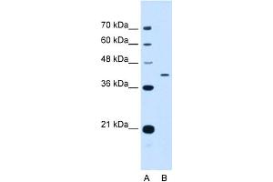 Image no. 1 for anti-Apolipoprotein H (Beta-2-Glycoprotein I) (APOH) (N-Term) antibody (ABIN2784436)