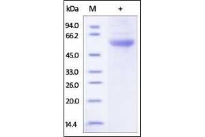 EPOR Protein (AA 25-241) (Fc Tag)