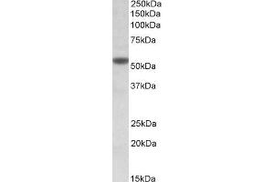 Image no. 2 for anti-Cholinergic Receptor, Nicotinic, alpha 5 (Neuronal) (CHRNA5) (Internal Region) antibody (ABIN768569)