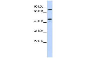 Image no. 1 for anti-Carbohydrate (N-Acetylglucosamine 6-O) Sulfotransferase 6 (CHST6) (Middle Region) antibody (ABIN2783540)