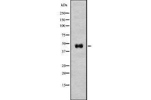 Image no. 1 for anti-Platelet-Activating Factor Acetylhydrolase 1b, Regulatory Subunit 1 (45kDa) (PAFAH1B1) (C-Term) antibody (ABIN6264011)