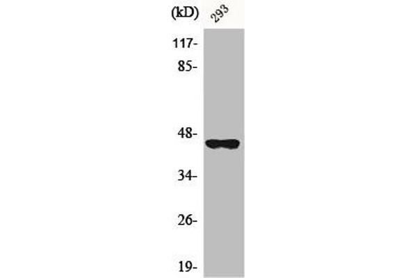 BMP8B antibody  (Internal Region)