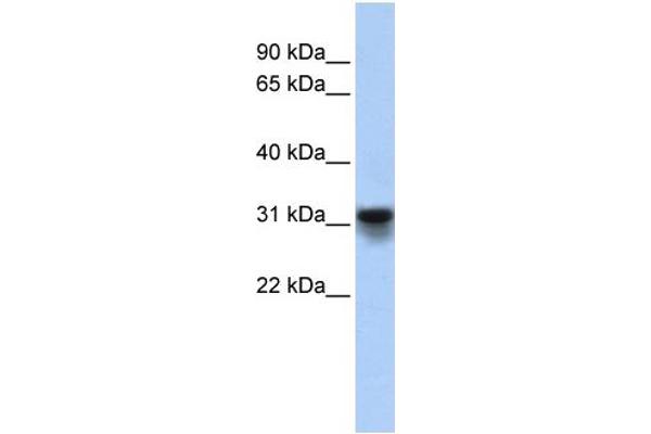 anti-KDEL (Lys-Asp-Glu-Leu) Endoplasmic Reticulum Protein Retention Receptor 3 (kDELR3) (Middle Region) antibody