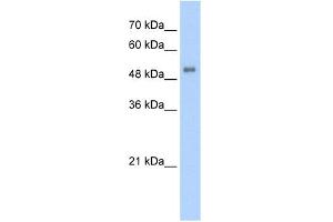 Image no. 2 for anti-Aminolevulinate, delta-, Synthase 2 (ALAS2) (N-Term) antibody (ABIN2777049)
