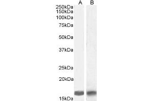 Image no. 8 for anti-Allograft Inflammatory Factor 1 (AIF1) (C-Term) antibody (ABIN184738)