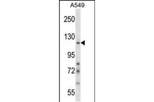 Image no. 1 for anti-Nidogen 1 (NID1) (AA 150-178), (N-Term) antibody (ABIN5531740)