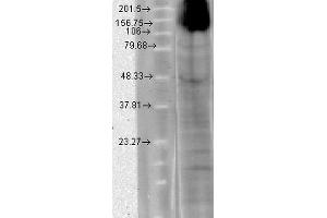 Image no. 3 for anti-Hyperpolarization Activated Cyclic Nucleotide-Gated Potassium Channel 4 (HCN4) (AA 1019-1198) antibody (Alkaline Phosphatase (AP)) (ABIN2482534)