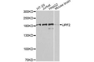 Image no. 3 for anti-UPF2 Regulator of Nonsense Transcripts 2 (UPF2) antibody (ABIN6149941)