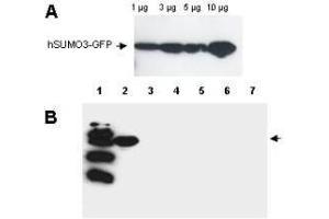 Western blot analysis is shown using  Affinity Purified anti-Human SUMO-3 antibody to detect GFP-SUMO fusion proteins (arrowheads).