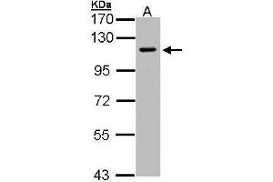 Image no. 1 for anti-Neuropilin 2 (NRP2) (Center) antibody (ABIN2854390)