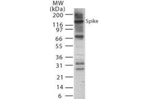 Image no. 1 for anti-SARS-Coronavirus Spike Protein (SARS-CoV S) (AA 755-769) antibody (ABIN200034)
