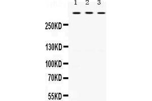 Western Blotting (WB) image for anti-Tenascin XB (TNXB) (AA 3309-3337), (C-Term) antibody (ABIN3043715)