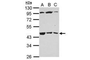 Image no. 2 for anti-UDP-Gal:betaGlcNAc beta 1,3-Galactosyltransferase, Polypeptide 4 (B3GALT4) (AA 123-357) antibody (ABIN1496798)