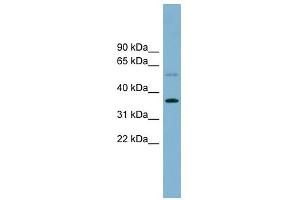Image no. 1 for anti-phospholipid Scramblase 3 (PLSCR3) (Middle Region) antibody (ABIN630563)