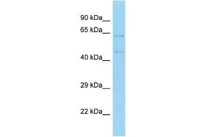 Image no. 1 for anti-Early B-Cell Factor 4 (EBF4) (C-Term) antibody (ABIN2784597)