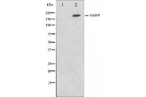 Image no. 1 for anti-Minichromosome Maintenance Complex Component 3 Associated Protein (MCM3AP) (C-Term) antibody (ABIN6261878)