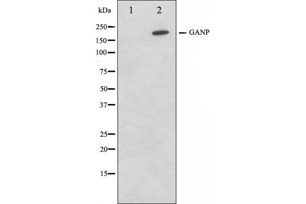 GANP antibody  (C-Term)