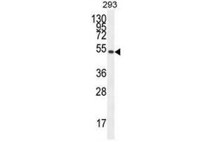 Image no. 1 for anti-Immunoglobulin Superfamily Member 5 (IGSF5) (AA 1-30), (N-Term) antibody (ABIN952872)