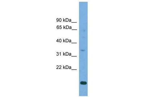 anti-Solute Carrier Family 25, Member 44 (SLC25A44) (Middle Region) antibody