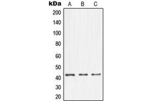 Image no. 3 for anti-Nuclear Transcription Factor Y, alpha (NFYA) (C-Term) antibody (ABIN2705054)