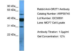 OR2T1 antibody  (C-Term)