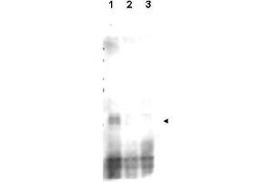 Image no. 2 for anti-CD151 (CD151) (AA 26-35), (pSer30) antibody (ABIN129680)