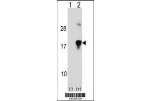 Image no. 2 for anti-High Mobility Group Nucleosomal Binding Domain 3 (HMGN3) (AA 1-30), (N-Term) antibody (ABIN1538803)