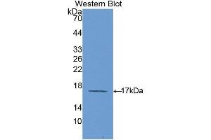 Image no. 1 for anti-Interleukin 6 Receptor (IL6R) (AA 214-348) antibody (ABIN1859441)