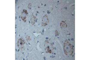 Image no. 7 for anti-Solute Carrier Family 18 (Vesicular Acetylcholine), Member 3 (SLC18A3) (C-Term) antibody (ABIN571640)