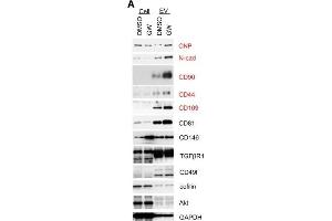 Image no. 7 for anti-Cofilin 1 (CFL1) (Center) antibody (ABIN2855302)