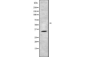 Image no. 2 for anti-Necdin-Like 2 (NDNL2) antibody (ABIN6263079)