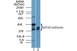 Image no. 2 for anti-Eukaryotic Translation Initiation Factor 3, Subunit G (EIF3G) (AA 50-100) antibody (ABIN960153)