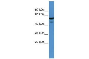 Image no. 1 for anti-Carbohydrate (Chondroitin 4) Sulfotransferase 11 (CHST11) (C-Term) antibody (ABIN2782968)